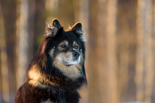 Portrait of a Finnish Lapphund. Selective focus and shallow depth of field.