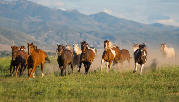 istock Herd of on horses, dust. Running full speed 980296960