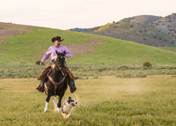 istock Cowboy on horse, dust. Real people. With dog 980297082