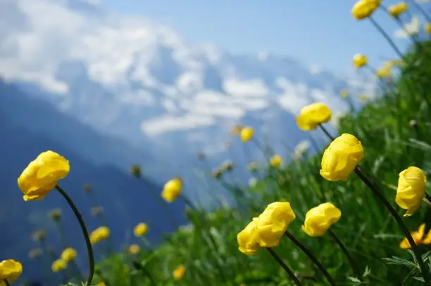 Swizerland alps and flowers