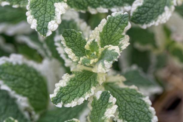 mięta ananasowa (mentha suaveolens variegata) - peppermint pineapple mint pineapple mint zdjęcia i obrazy z banku zdjęć