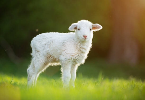 istock cute little lamb on fresh green meadow 980302960