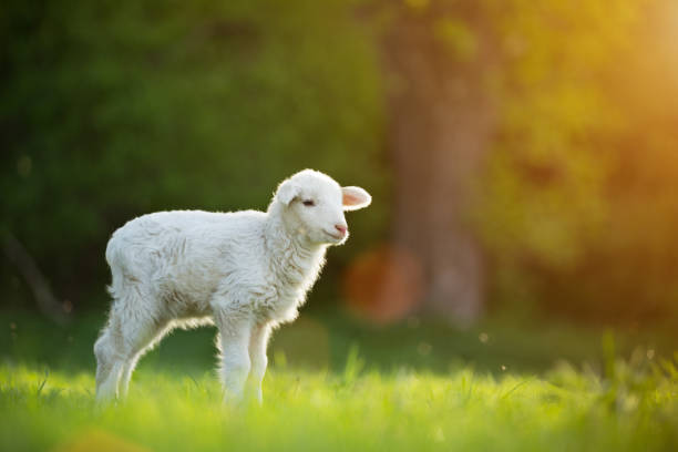 милый маленький ягненок на свежем зеленом лугу - sheep wool meadow pasture стоковые фото и изображения