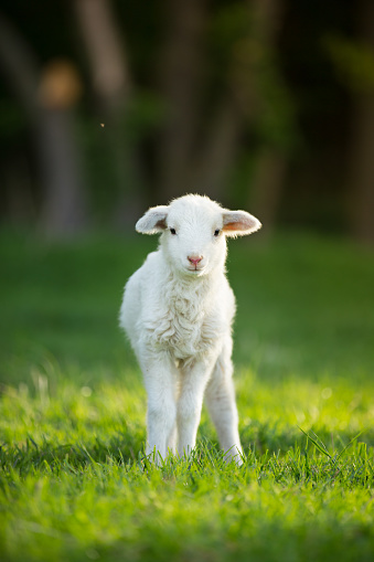 cute little lamb on fresh spring green meadow during sunrise