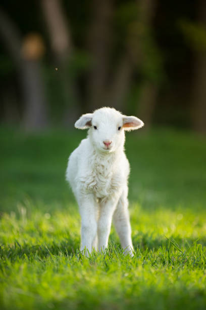 cute little lamb on fresh green meadow cute little lamb on fresh spring green meadow during sunrise lamb animal stock pictures, royalty-free photos & images