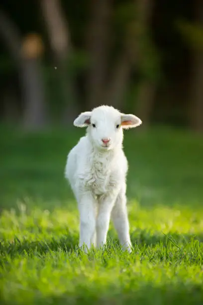 Photo of cute little lamb on fresh green meadow