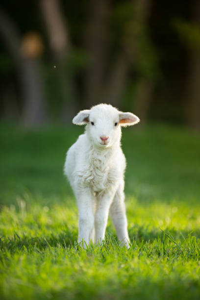 милый маленький ягненок на свежем зеленом лугу - lamb стоковые фото и изображения