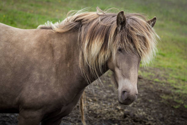 istock Brown Icelandic Horse (Equus ferus caballus) 980303014