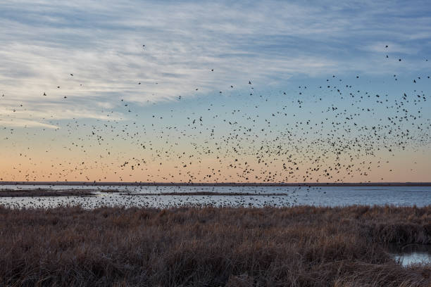 Migrating blackbirds flocking in Cheyenne Bottoms stock photo