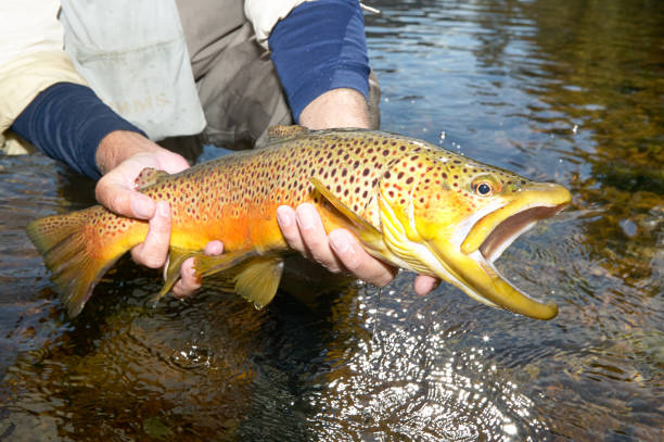 istock Fisherman displaying a landed brown trout 980303686