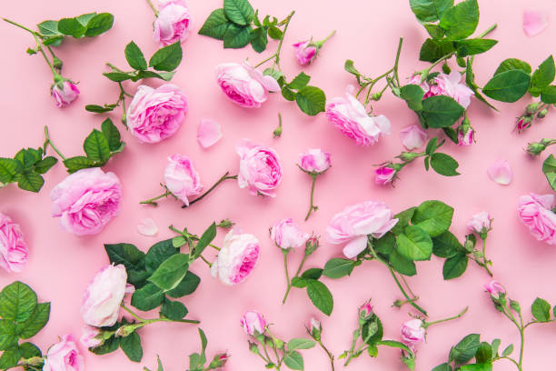 istock Top view tender tea roses with green leaves on the pink background. Flat lay. Selective focus. 980303696