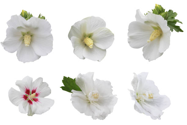 istock White Hibiscus Flower Head 980304022
