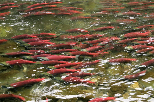 istock Masses of Saukeye salmon on their spawning run 980304084