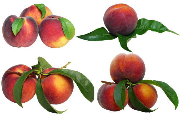 istock Set of peach fruits 980304430