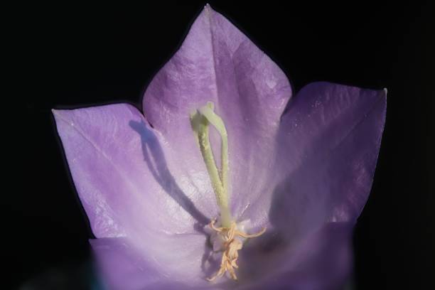 istock Campanula flower with stem and stamen 980306256