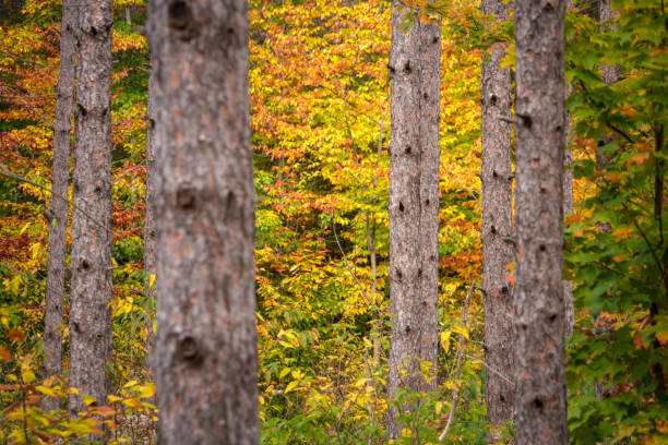 istock Autumn in Northern Michigan 980308134