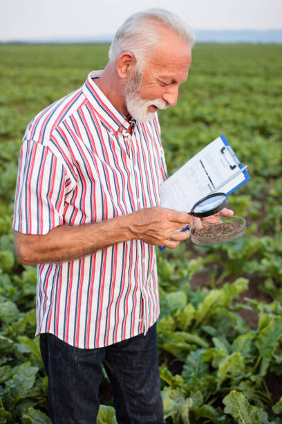 uśmiechnięty starszy agronom lub rolnik badający próbki gleby pod lupą - corn corn crop field stem zdjęcia i obrazy z banku zdjęć