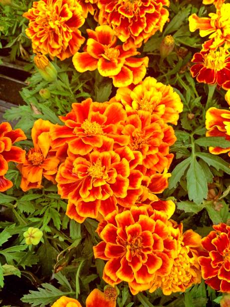 istock French Marigold flowers 980313324