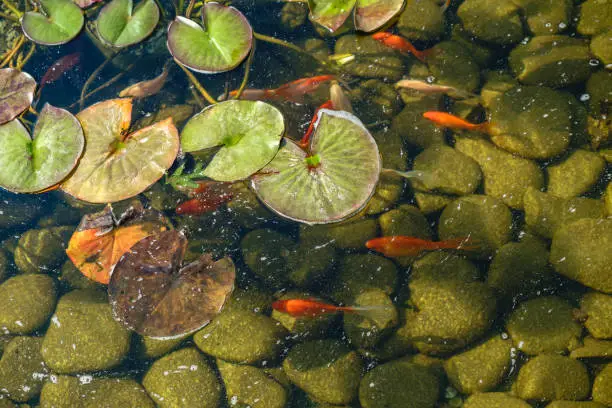 Japan Koifish Carp in Koi pond, KoiCarp in water lake