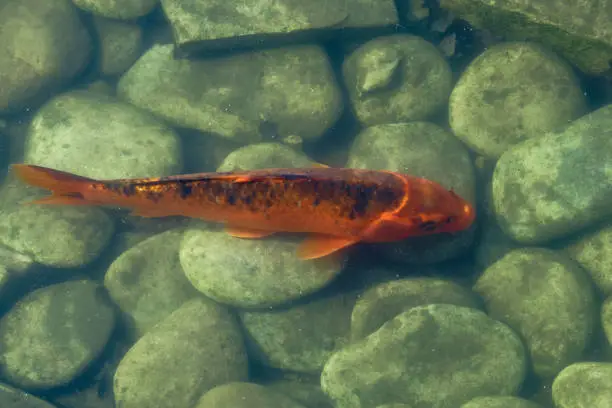 Japan Koifish Carp in Koi pond, KoiCarp in water lake