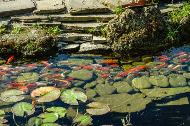 Japan Koifish Carp in Koi pond, KoiCarp in water lake