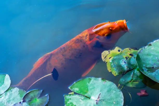 Japan Koifish Carp in Koi pond, KoiCarp in water lake