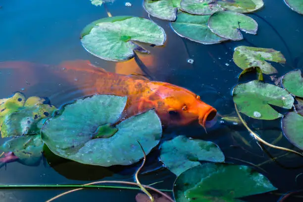 Japan Koifish Carp in Koi pond, KoiCarp in water lake