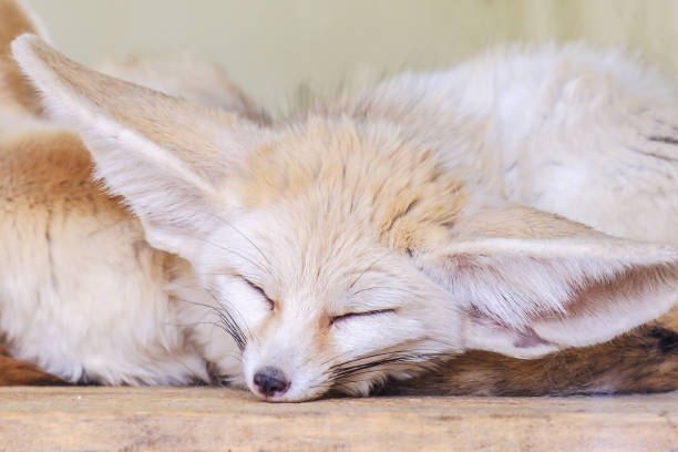 Fennec Fox Vulpes Zerda Wildlife Animal Stock Photo - Download Image Now -  Animal, Stachys Byzantina, Africa - iStock