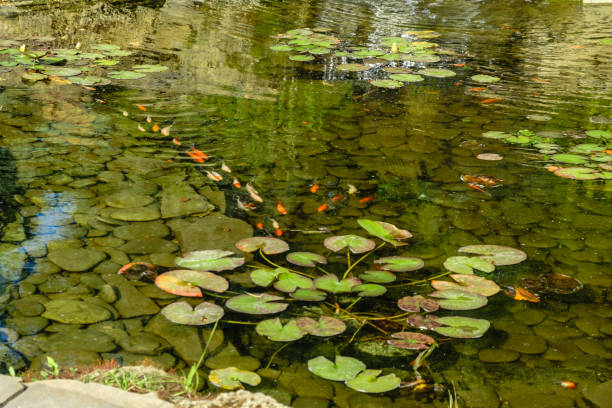 istock Japan Koifish Carp in Koi pond 980313874