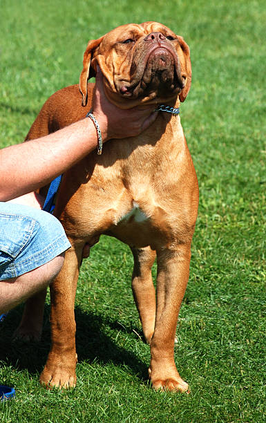 istock bulldog at a dog show 98031592
