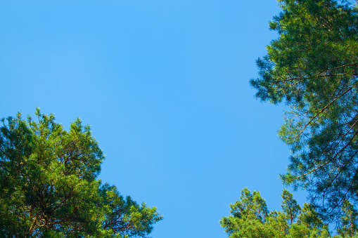 Green branches of pine tree on blue sky background