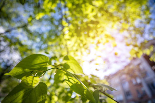 istock Beautiful green leaves and bright sunlight 980316574