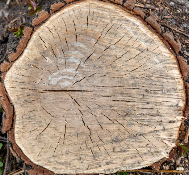 istock Cross section of tree. Wooden nature texture 980316594