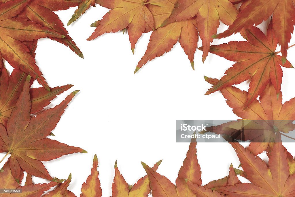 maple leaves frame  Autumn Leaf Color Stock Photo