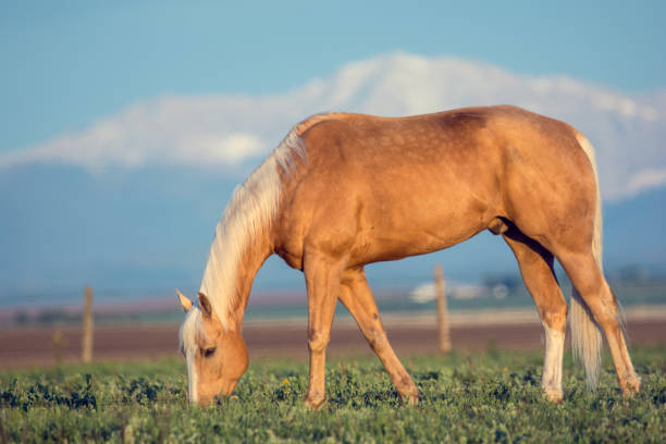 Mountains landscape with a close up view of a brown horse with a yellow mate