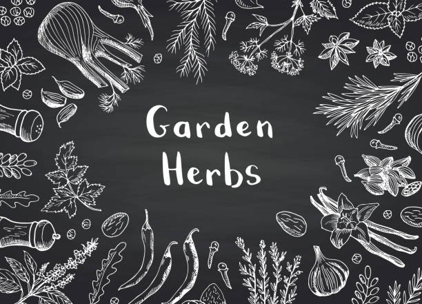 Vector hand drawn herbs and spices on black chalkboard background with place for text illustration Vector hand drawn herbs and spices on black chalkboard background with place for text illustration. Organic spice white on blackboard, sketch leaf drawing ingredient illustrations stock illustrations