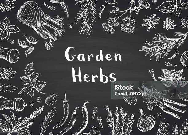 Vector Hand Drawn Herbs And Spices On Black Chalkboard Background With Place For Text Illustration Stock Illustration - Download Image Now