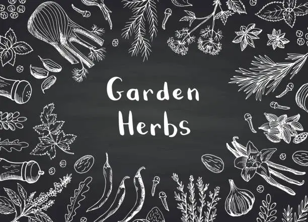 Vector illustration of Vector hand drawn herbs and spices on black chalkboard background with place for text illustration