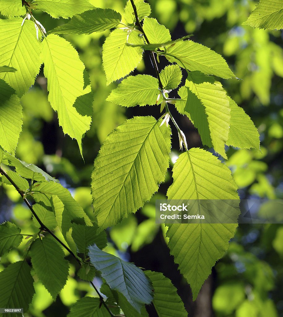 Summer leaves. Green alder leaves in sunlight. Forest. Alder Tree Stock Photo