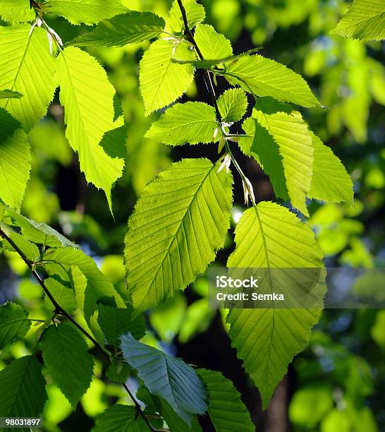 Summer Leaves Stock Photo - Download Image Now - Alder Tree, Beauty In Nature, Branch - Plant Part