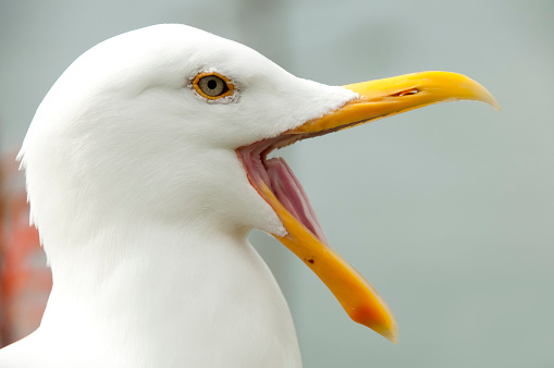 A side view of a herring gull perching on a cliff top on the Yorkshire coast, UK.