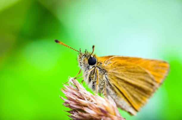 istock Beautiful Colorful Butterfly on Natural Background 980326052