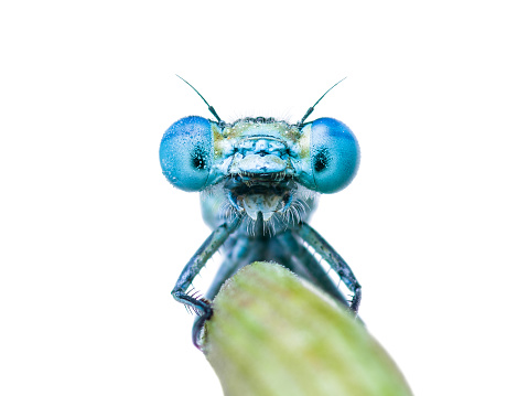 Macro Photo of Funny Dragon Fly or Damsel Fly Insect Selfie Portrait on Green Stick Isolated on White Background