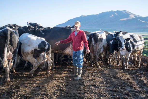 istock Young Farmer Herds Milking Cows into Dairy Barn 980340776