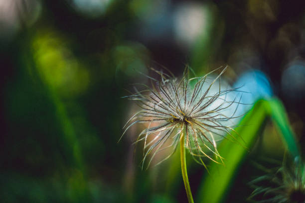 istock End of anemim flower 980345136