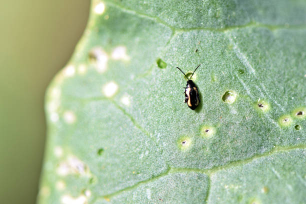 istock Flea Beetle Eating Vegetable Leaf Agriculture Damage 980347226