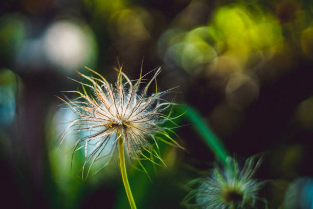 istock End of anemim flower 980349314
