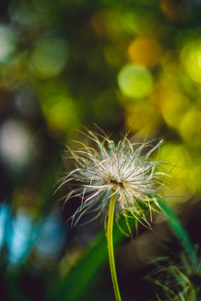 istock End of anemim flower 980349360