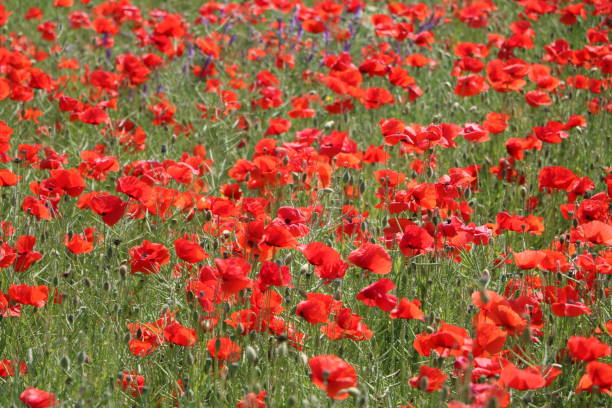 istock Red blooming Papaver rhoeas field in summer, Germany 980351924