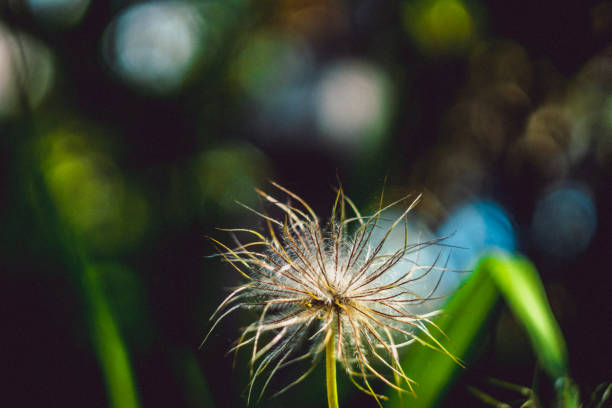 istock End of anemim flower 980353492